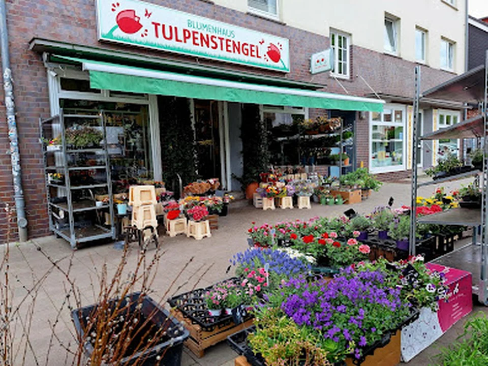 Blumenhaus Tulpenstengel